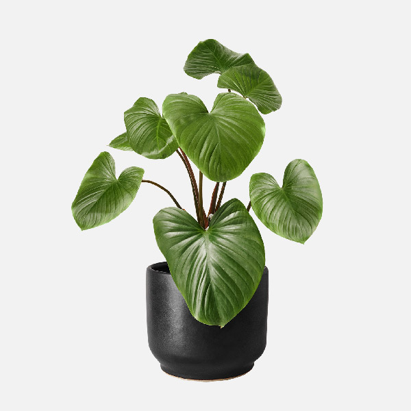 Homalomena